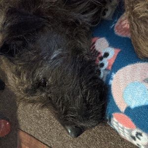 A very Brownie Christmas Shipping Label